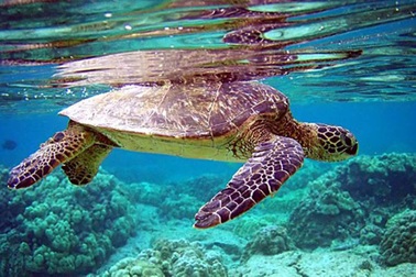 Chỉ được khai thác vì mục đích bảo tồn đối với các loài thủy sản đặc biệt nguy cấp