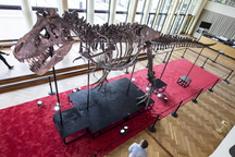 Hóa thạch khủng long bạo chúa có giá bao nhiêu?