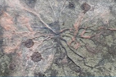 Khu rừng "sớm nhất" trên thế giới trông như thế nào?