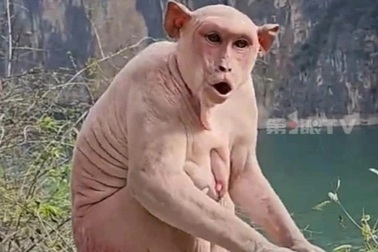 Con khỉ trần trụi rụng hết lông có gương mặt cáu kỉnh khi người lạ tiếp cận