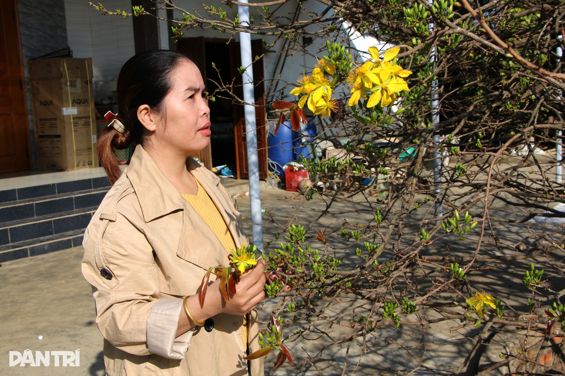 Cây mai vàng cao ngang căn nhà được trả giá 2 tỷ đồng - 2 Cây mai vàng cao ngang căn nhà được trả giá 2 tỷ đồng - 2