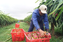 Thương lái Trung Quốc thao túng thị trường thanh long tại Bình Thuận?