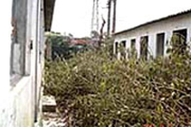 Bỏ hoang 25 gian nhà giữa Hà Nội 