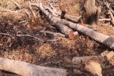 Nhiều diện tích rừng bị "cạo trọc, đốt sạch"