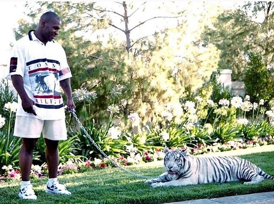 Rợn người với thú vui nuôi hổ làm thú cưng của Mike Tyson - 2 Rợn người với thú vui nuôi hổ làm thú cưng của Mike Tyson - 2