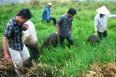 Đổ xô ra đồng săn chuột