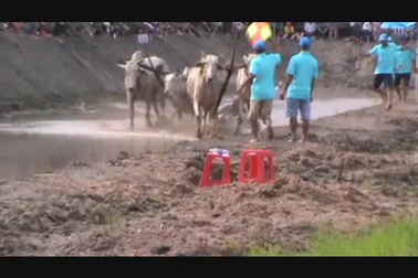 Giây phút kinh hoàng của nài bò số 10 bị bò giẫm lên người phải đi cấp cứu