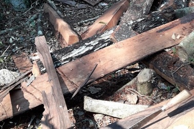 Bắt giam nhóm đối tượng phá rừng gỗ quý tại Phong Nha – Kẻ Bàng