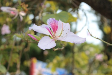 Ngắm sắc ban tím mang Tây Bắc về giữa Hà Nội