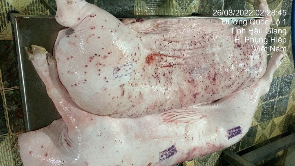 Xôn xao thông tin, hình ảnh heo bệnh bị tố bán ra thị trường ở Sóc Trăng - 1 Xôn xao thông tin, hình ảnh heo bệnh bị tố bán ra thị trường ở Sóc Trăng - 1