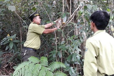 Khỉ mặt đỏ và khỉ đuôi lợn đi lạc vào vườn nhà dân