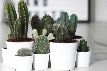 Tại sao không nên trồng cây xương rồng trong nhà?