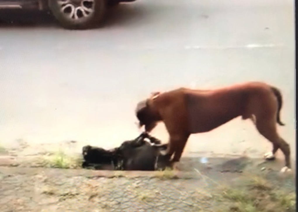 Tính mạng con người không thể trông chờ vào sự tử tế của chó Pitbull! - 2 Tính mạng con người không thể trông chờ vào sự tử tế của chó Pitbull! - 2