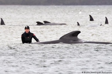 Vì sao cá voi và cá heo bị mắc cạn?