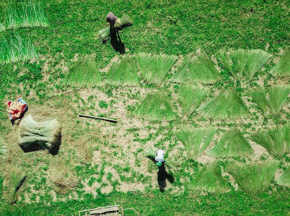 Vẻ đẹp thôn quê bình dị mùa thu hoạch cói ở ốc đảo Hồng Lam - 5