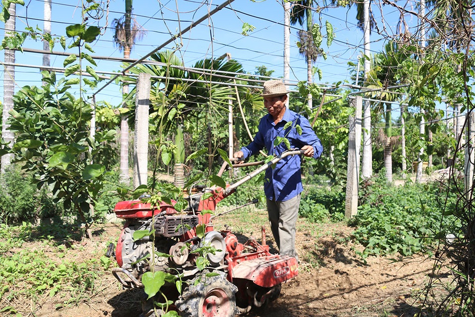 Bắt vườn tạp “đẻ” trăm triệu đồng/năm, thương binh thoát nghèo bền vững - 3 Bắt vườn tạp “đẻ” trăm triệu đồng/năm, thương binh thoát nghèo bền vững - 3