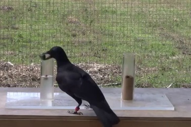 Kinh ngạc về khả năng thông minh của loài quạ