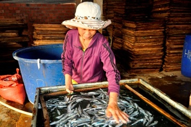 Làng chài giảm nghèo với nghề cá hấp