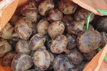 Mã thầy giải nhiệt: Hàng Trung Quốc đội lốt đặc sản Việt, lừa dân lãi 1 gấp 3