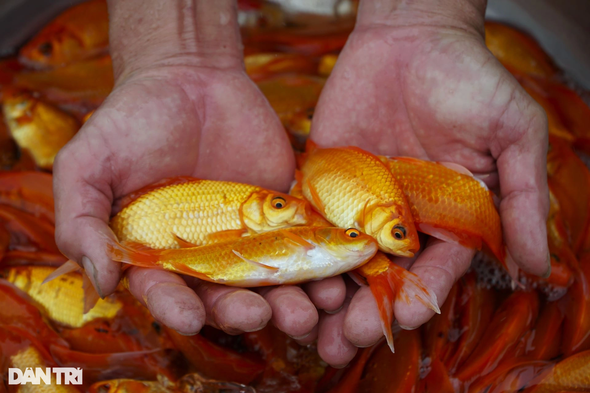 Mẻ lưới trăm triệu tại nơi sản xuất phương tiện tiễn ông Công, ông Táo - 8 Mẻ lưới trăm triệu tại nơi sản xuất phương tiện tiễn ông Công, ông Táo - 8