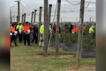 Lao động đổ xô đến Australia làm nông, chỉ cách kiếm 100 triệu đồng/tháng