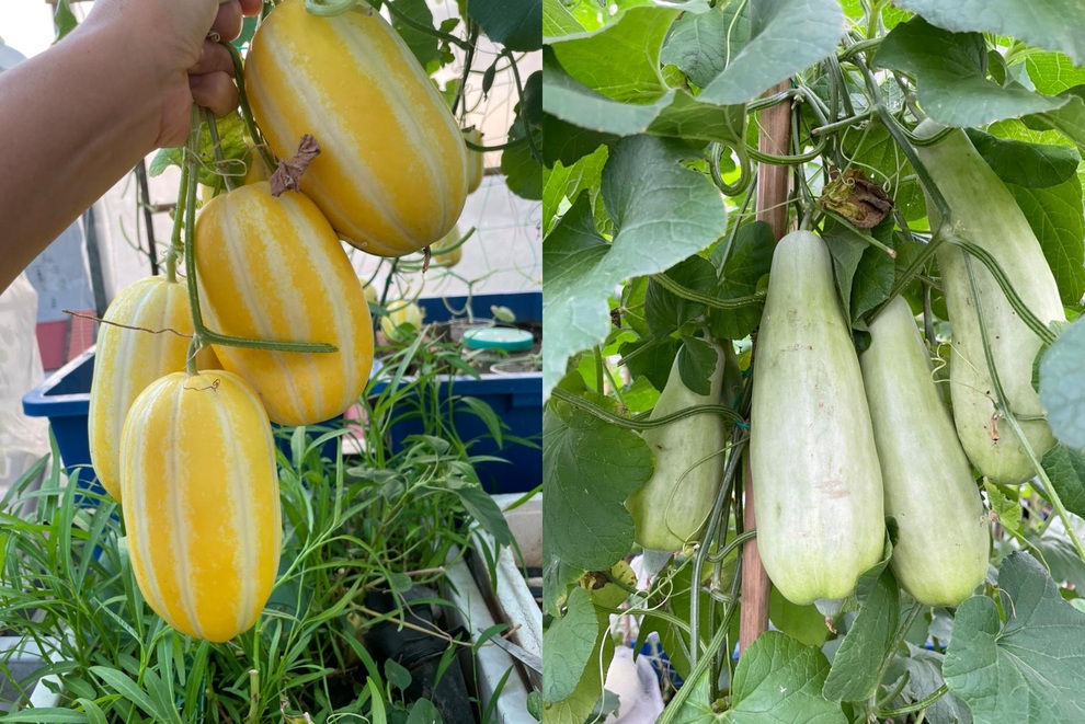 Khu vườn bội thu rau trái trên nóc nhà của gia đình ở Hà Nội - 9 Khu vườn bội thu rau trái trên nóc nhà của gia đình ở Hà Nội - 9