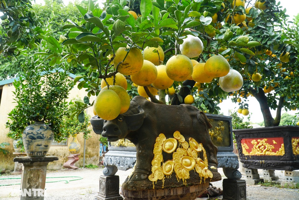 Vườn bưởi cảnh tiền tỷ tất bật chuẩn bị vào vụ Tết - 11 Vườn bưởi cảnh tiền tỷ tất bật chuẩn bị vào vụ Tết - 11