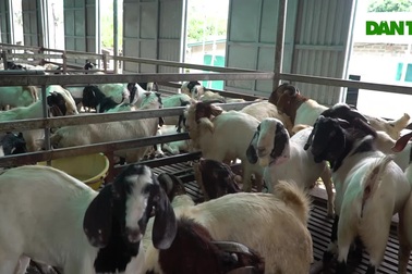 Cậu bé chăn vịt thành đến ông chủ trang trại thu tiền tỷ mỗi năm