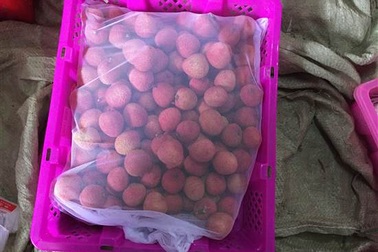 Đến quả vải Việt cũng bị Trung Quốc chèn ép