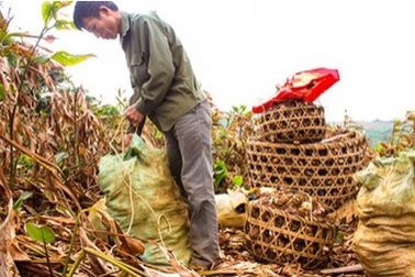 Làng triệu phú dong riềng 