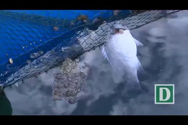 Phú Yên: Cá nuôi lồng bè gần xuất bán bỗng chết hàng loạt