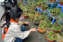 Người mua hoa Tết "quay xe" chọn nhất chi mai vì giá rẻ giật mình