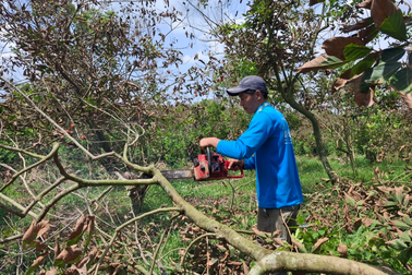 Nước ngầm nuôi lươn nhiễm mặn làm 100 hộ trồng chôm chôm bị thiệt hại