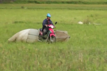Phóng xe máy “rà” châu chấu, kiếm tiền triệu mỗi ngày