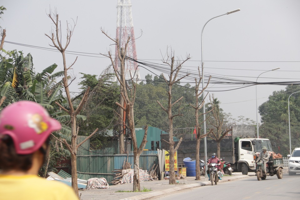 Hà Nội: Hàng trăm cây xanh chết khô trên con đường mới mở - 14 Hà Nội: Hàng trăm cây xanh chết khô trên con đường mới mở - 14