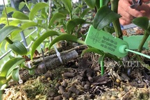 Những cú lừa khiến nạn nhân khánh kiệt trong cơn sốt lan "đột biến" tiền tỷ