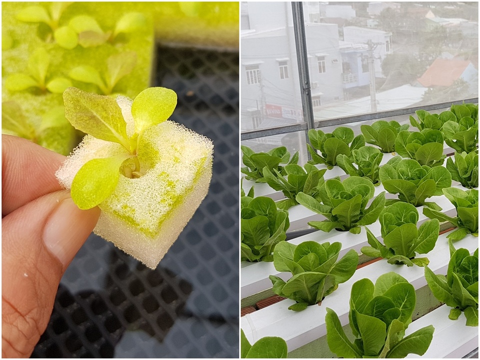 Choáng ngợp vườn rau sân thượng, toàn cây “khổng lồ” của ông bố đảm Nha Trang - 12 Choáng ngợp vườn rau sân thượng, toàn cây “khổng lồ” của ông bố đảm Nha Trang - 12