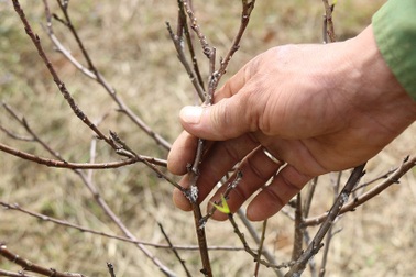 Đào "thui chột" khi Tết cận kề, nhà vườn thất thu nặng