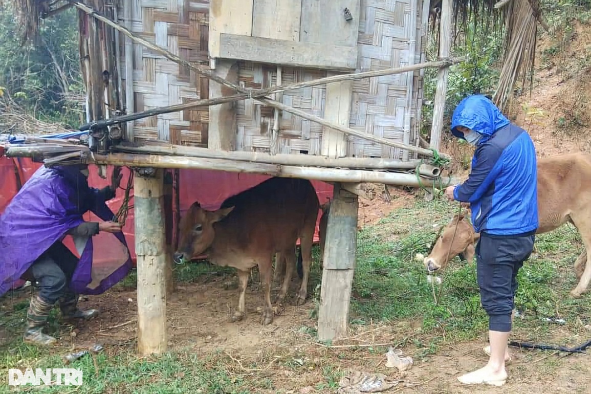 Rét đậm, rét hại thổi bay gần 1.000 con gia súc tại 2 huyện nghèo - 3 Rét đậm, rét hại thổi bay gần 1.000 con gia súc tại 2 huyện nghèo - 3