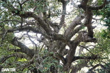 Cây dầu 800 tuổi ở Trà Vinh thu hút nhiều người tới chiêm ngưỡng