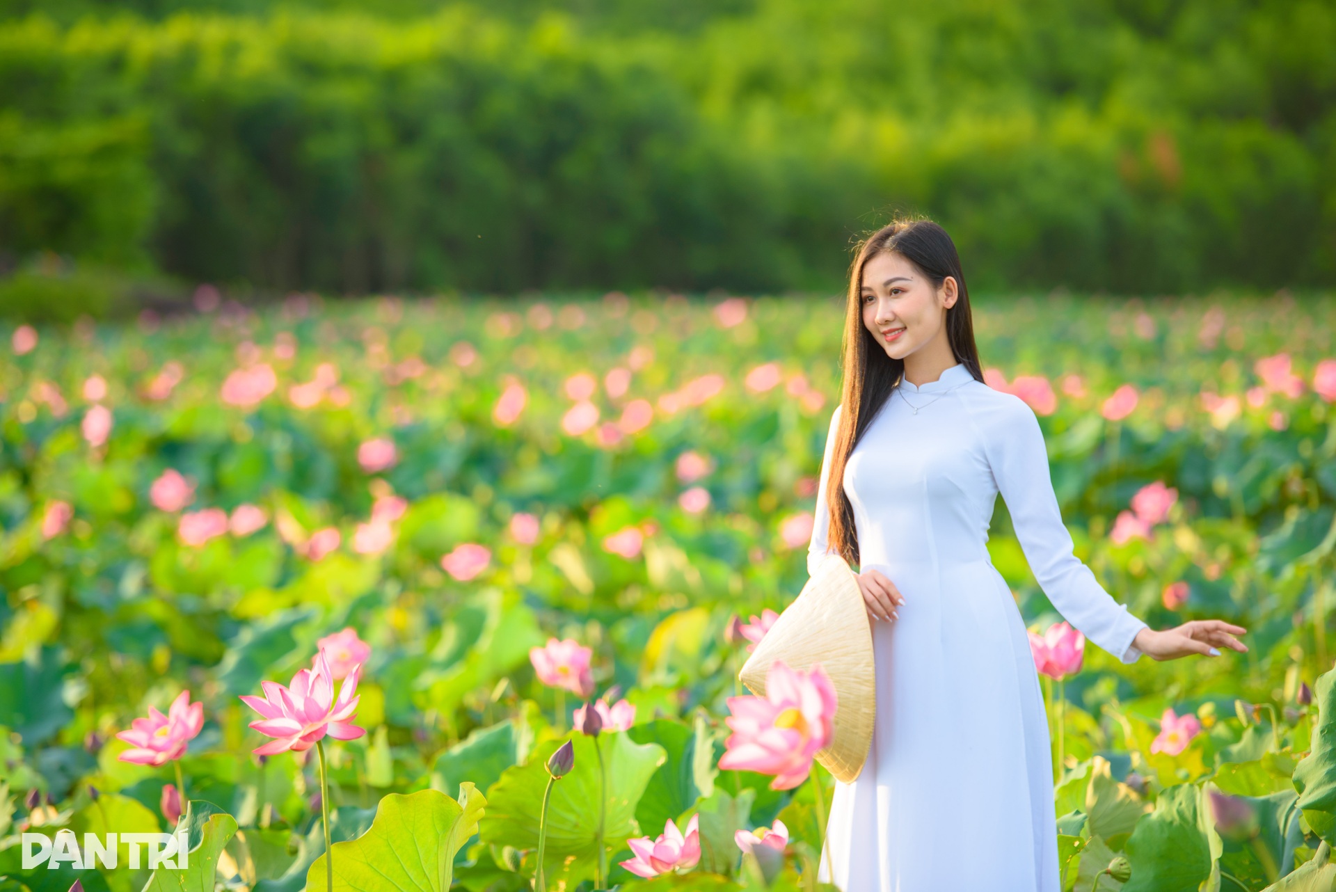 Cánh đồng sen bạt ngàn, đẹp hút hồn ở Quảng Nam - 8 Cánh đồng sen bạt ngàn, đẹp hút hồn ở Quảng Nam - 8