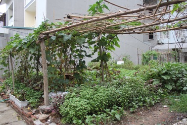 Người Hà Nội trồng rau, nuôi lợn trong... biệt thự hạng sang