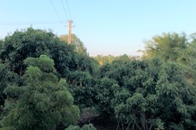 Sóc Trăng: Doanh nghiệp tự trồng trụ điện kéo qua vườn cây ăn trái của dân