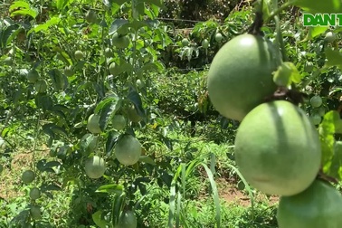 Người phụ nữ kiếm hàng tỷ đồng/năm, giúp dân thoát nghèo từ chanh dây