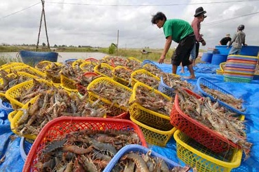 Thương lái Trung Quốc lại làm rối loạn ngành tôm!