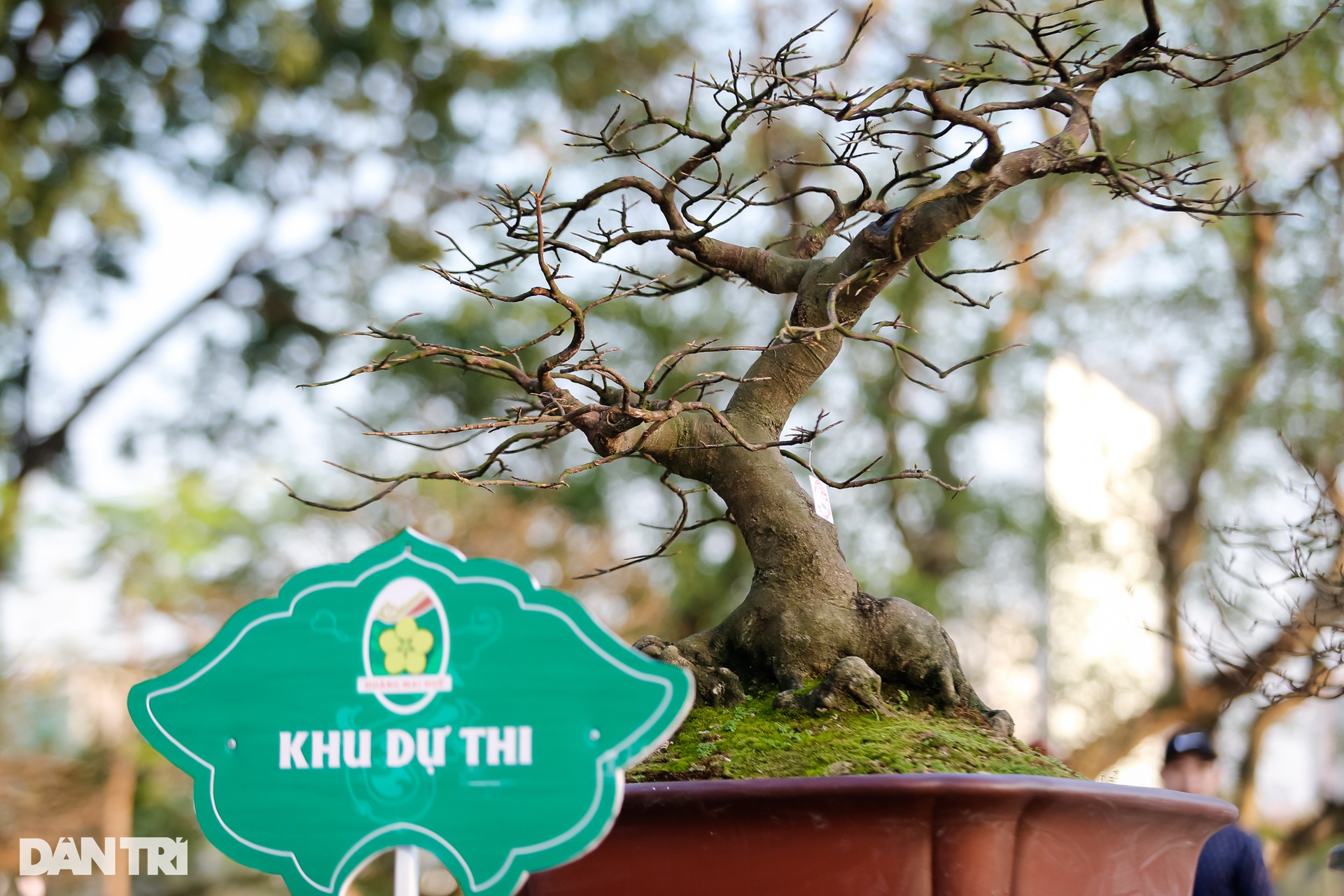Cận cảnh cây mai được tạo hình ngai vàng độc lạ ở Huế - 8 Cận cảnh cây mai được tạo hình ngai vàng độc lạ ở Huế - 8