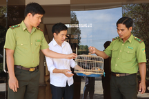 Phóng viên bàn giao cu li nguy cấp cho kiểm lâm