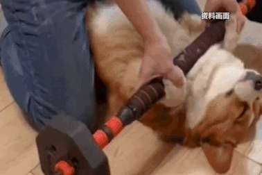 Chó chạy bộ, tập gym gây sốt mạng xã hội