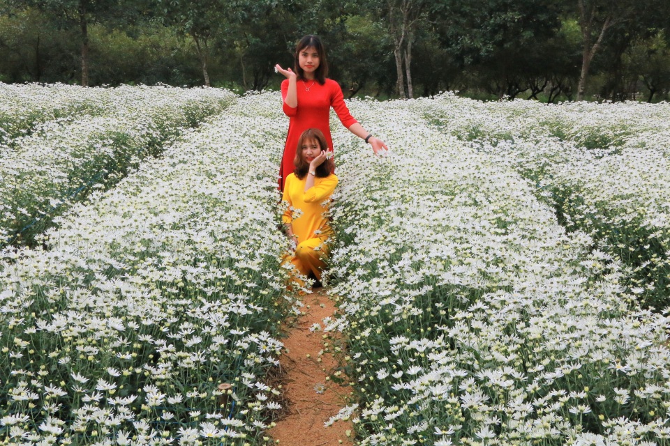 Vườn cúc họa mi nghìn người mê, đến chụp ảnh không muốn về ở Ninh Bình - 2 Vườn cúc họa mi nghìn người mê, đến chụp ảnh không muốn về ở Ninh Bình - 2