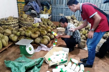 Bắt quả tang cơ sở làm chín sầu riêng bằng phân bón lá